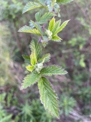Rubus flagellaris