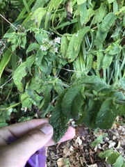 Mentha × rotundifolia