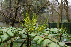 Berberis bealei