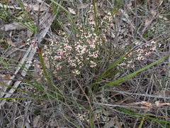 Cryptandra tomentosa