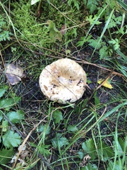 Russula delica