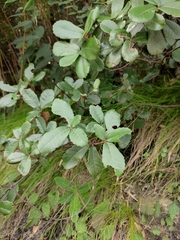 Quercus phillyreoides