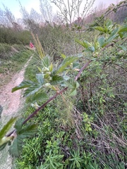 Rubus flagellaris