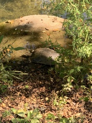 Apalone spinifera spinifera