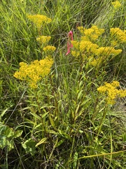 Solidago ohioensis