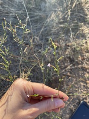 Epilobium brachycarpum