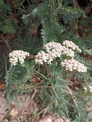 Achillea