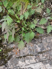 Patrinia heterophylla