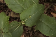 Knautia dipsacifolia