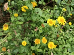 Pulicaria dysenterica