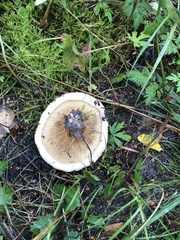Russula delica