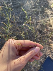 Epilobium brachycarpum