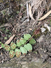 Cyrtomium nephrolepioides