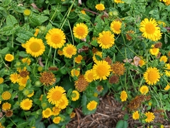 Pulicaria dysenterica