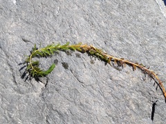 Myriophyllum
