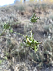 Cordylanthus rigidus setigerus