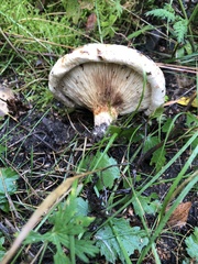 Russula delica