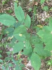 Betula alleghaniensis