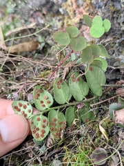 Cyrtomium nephrolepioides