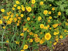 Pulicaria dysenterica