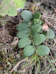 Cyrtomium nephrolepioides