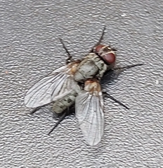 Muscina stabulans