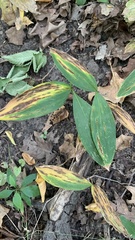 Convallaria majalis