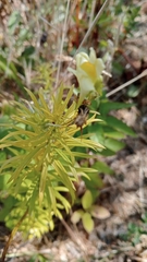 Linaria vulgaris