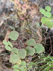 Thalictrum ichangense