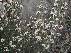 Cryptandra tomentosa