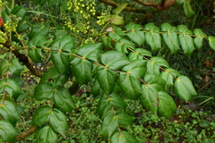 Berberis bealei