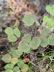 Thalictrum ichangense