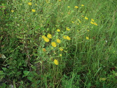 Grindelia lanceolata