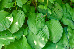 Hosta