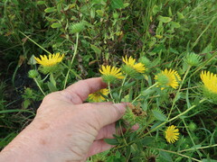 Grindelia lanceolata