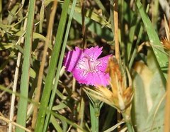 Dianthus seguieri