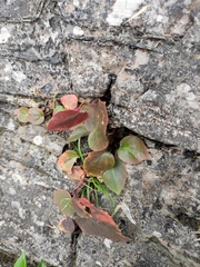 Oresitrophe rupifraga