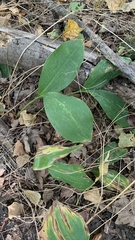 Convallaria majalis