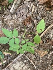 Sambucus canadensis