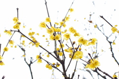 Chimonanthus praecox