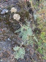 Phlojodicarpus sibiricus