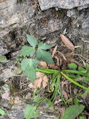 Peucedanum praeruptorum