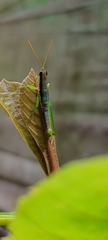 Neorthacris