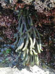 Codium