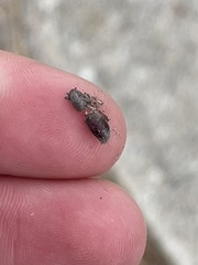 Pantomorus cervinus