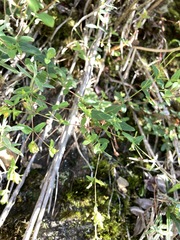 Hypericum taihezanense