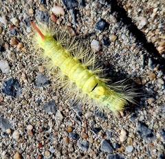 Calliteara pudibunda