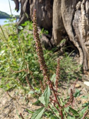 Amaranthus tuberculatus