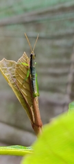 Neorthacris