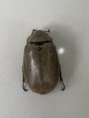 Leucopholis irrorata